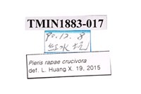 白粉蝶藏品圖，第2張